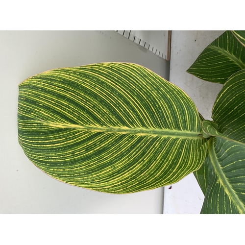 9 - TWO EXCLUSIVE LARGE CANNA VARIEGATED PRETORIA APPROX 80CM IN HEIGHT IN 2 LTR POTS PLUS VAT TO BE SOL... 