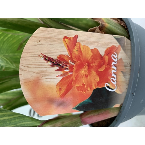 9 - TWO EXCLUSIVE LARGE CANNA VARIEGATED PRETORIA APPROX 80CM IN HEIGHT IN 2 LTR POTS PLUS VAT TO BE SOL... 