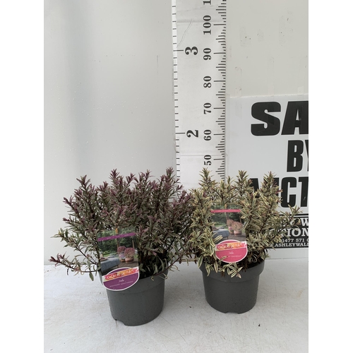 90 - TWO LARGE HEBE MAGICOLOURS 'MAGIC SUMMER' AND 'HEARTBREAKER' IN 5 LTR POTS APPROX 45- 55CM IN HEIGHT... 