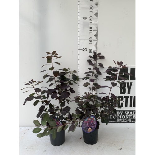 91 - TWO COTINUS COGGYGRIA ROYAL PURPLE SMOKE BUSH IN 3 LTR POTS APPROX 90CM IN HEIGHT PLUS VAT TO BE SOL... 