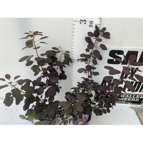 91 - TWO COTINUS COGGYGRIA ROYAL PURPLE SMOKE BUSH IN 3 LTR POTS APPROX 90CM IN HEIGHT PLUS VAT TO BE SOL... 