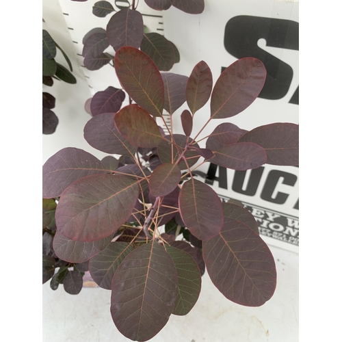 91 - TWO COTINUS COGGYGRIA ROYAL PURPLE SMOKE BUSH IN 3 LTR POTS APPROX 90CM IN HEIGHT PLUS VAT TO BE SOL... 