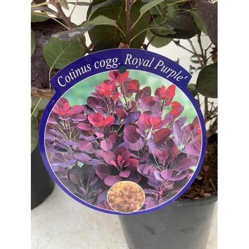 91 - TWO COTINUS COGGYGRIA ROYAL PURPLE SMOKE BUSH IN 3 LTR POTS APPROX 90CM IN HEIGHT PLUS VAT TO BE SOL... 