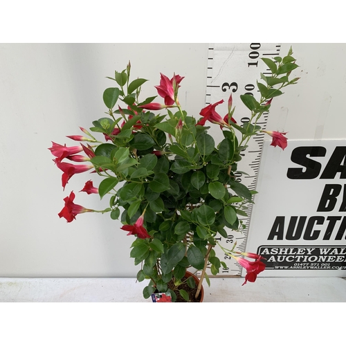 3 - ONE DIPLADENIA MANDEVILLA SANDERI IN RED IN FLOWER APPROX 110CM IN HEIGHT IN A 3 LTR POT PLUS VAT