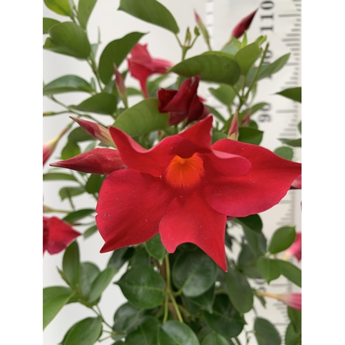 3 - ONE DIPLADENIA MANDEVILLA SANDERI IN RED IN FLOWER APPROX 110CM IN HEIGHT IN A 3 LTR POT PLUS VAT