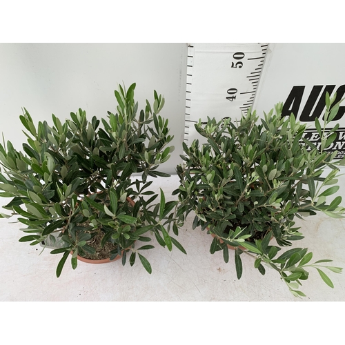 14 - TWO OLIVE BONSAI MINIATURE TREES IN 4LTR BOWLS APPROX 50-60CM IN HEIGHT NO VAT TO BE SOLD FOR THE TW... 