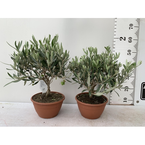 14 - TWO OLIVE BONSAI MINIATURE TREES IN 4LTR BOWLS APPROX 50-60CM IN HEIGHT NO VAT TO BE SOLD FOR THE TW... 