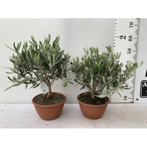 14 - TWO OLIVE BONSAI MINIATURE TREES IN 4LTR BOWLS APPROX 50-60CM IN HEIGHT NO VAT TO BE SOLD FOR THE TW... 