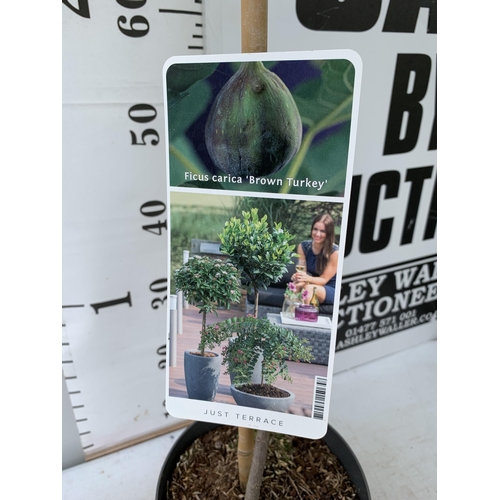 15 - ONE LARGE FIG TREE FICUS CARICA 'BROWN TURKEY' WITH FRUIT IN A 3 LTR POT APPROX 130CM IN HEIGHT NO V... 