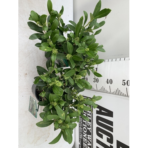 24 - TWO SKIMMIA JAPONICA FINCHY WITH BERRIES APPROXIMATELY 40CM TALL TO BE SOLD FOR THE TWO PLUS VAT