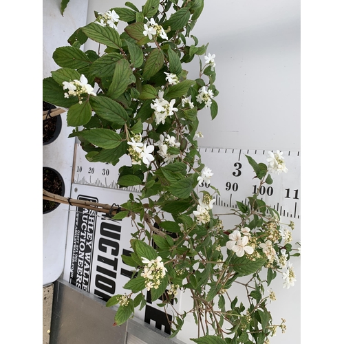 26 - TWO VIBURNUM PLICATUM 'WATANABE' STANDARD TREES APPROX 110-130CM IN HEIGHT IN 3 LTR POTS PLUS VAT TO... 