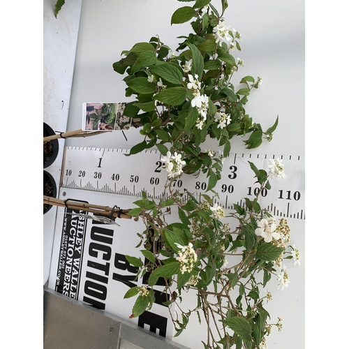 26 - TWO VIBURNUM PLICATUM 'WATANABE' STANDARD TREES APPROX 110-130CM IN HEIGHT IN 3 LTR POTS PLUS VAT TO... 