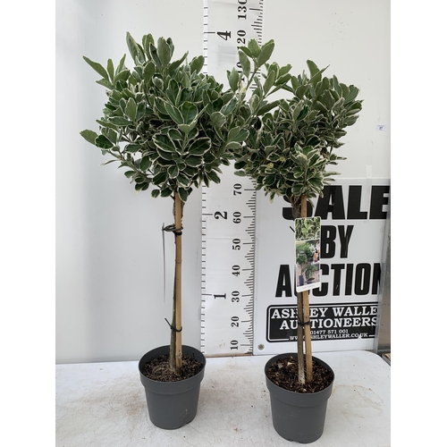 27 - TWO STANDARD EUONYMUS JAPONICUS 'KATHY' IN 3 LTR POTS APPROX 120CM IN HEIGHT PLUS VAT TO BE SOLD FOR... 