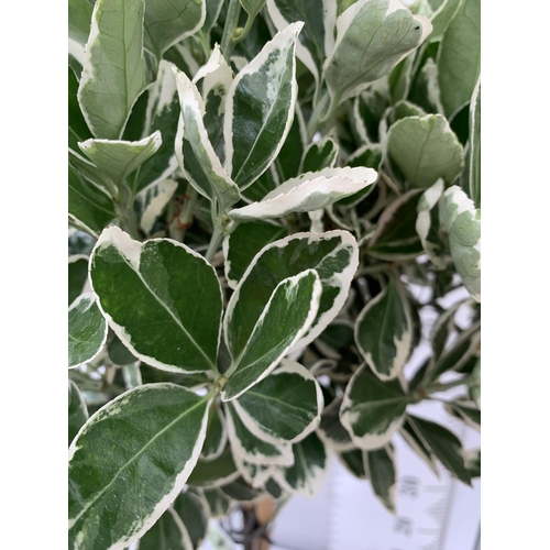 27 - TWO STANDARD EUONYMUS JAPONICUS 'KATHY' IN 3 LTR POTS APPROX 120CM IN HEIGHT PLUS VAT TO BE SOLD FOR... 