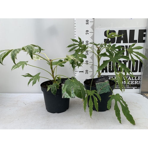 28 - TWO LARGE FATSIA JAPONICA 'SPIDERS WEB' AND 'GREEN FINGERS' IN 7 LTR POTS APPROX 60CM TALL PLUS VAT ... 