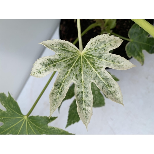 28 - TWO LARGE FATSIA JAPONICA 'SPIDERS WEB' AND 'GREEN FINGERS' IN 7 LTR POTS APPROX 60CM TALL PLUS VAT ... 