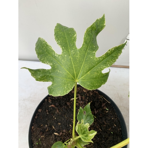 28 - TWO LARGE FATSIA JAPONICA 'SPIDERS WEB' AND 'GREEN FINGERS' IN 7 LTR POTS APPROX 60CM TALL PLUS VAT ... 