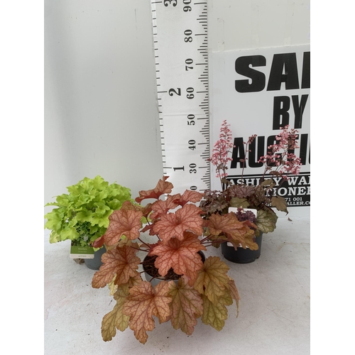 47 - THREE MIXED HEUCHERAS BABY BELLS CINNAMON GLAZE, LIME MARMALADE AND PAPRIKA IN 2 LTR POTS 30-50CM IN... 