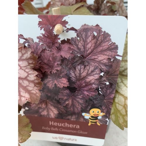 47 - THREE MIXED HEUCHERAS BABY BELLS CINNAMON GLAZE, LIME MARMALADE AND PAPRIKA IN 2 LTR POTS 30-50CM IN... 