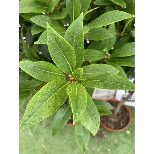 49 - A PAIR OF STANDARD BAY TREES 'LAURUS NOBILIS' IN 10 LTR POTS APPROX 140CM IN HEIGHT TO BE SOLD FOR T... 