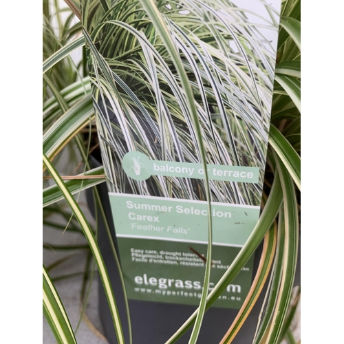 50 - TWO HARDY ORNAMENTAL GRASSES CAREX 'EVERGOLD' AND 'FEATHER FALLS' IN 3 LTR POTS APPROX 40CM IN HEIGH... 