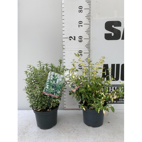 61 - TWO EUONYMOUS JAPONICA 'MICR ALBOVARIEGATUS' AND FORTUNA 'INTERBOLWI BLONDY'' IN 2 LTR POTS APPROX 4... 