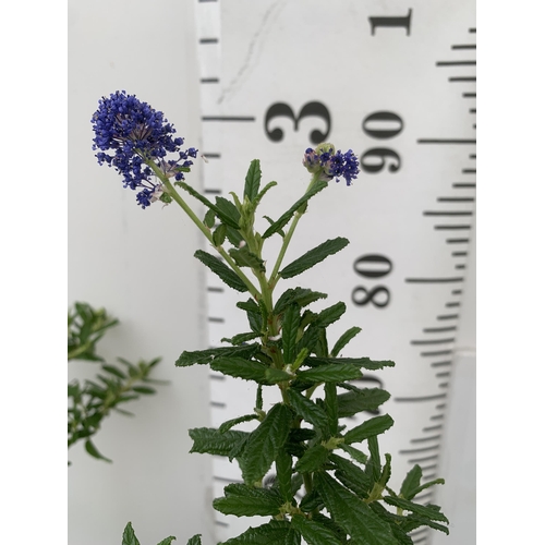 62 - TWO CEANOTHUS 'CONCHA' ON A PYRAMID FRAME IN 2 LTR POTS WITH CARD APPROX 80-90CM IN HEIGHT PLUS VAT ... 