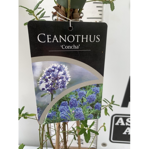 62 - TWO CEANOTHUS 'CONCHA' ON A PYRAMID FRAME IN 2 LTR POTS WITH CARD APPROX 80-90CM IN HEIGHT PLUS VAT ... 