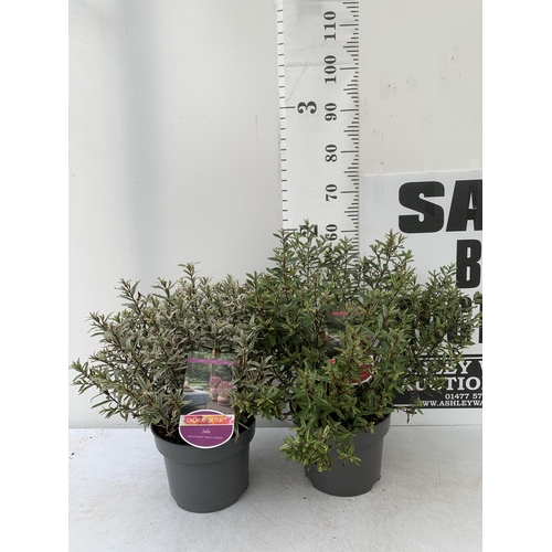 63 - TWO LARGE HEBE MAGICOLOURS 'MAGIC SUMMER' AND 'WILD ROMANCE' IN 5 LTR POTS APPROX 50-60CM IN HEIGHT ... 