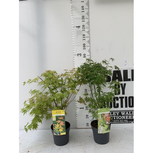 76 - TWO ACER PALMATUMS 'GOING GREEN' AND 'ORANGE DREAM' IN 3 LTR POTS APPROX 80CM IN HEIGHT PLUS VAT TO ... 