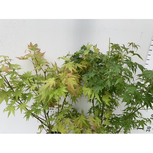 76 - TWO ACER PALMATUMS 'GOING GREEN' AND 'ORANGE DREAM' IN 3 LTR POTS APPROX 80CM IN HEIGHT PLUS VAT TO ... 