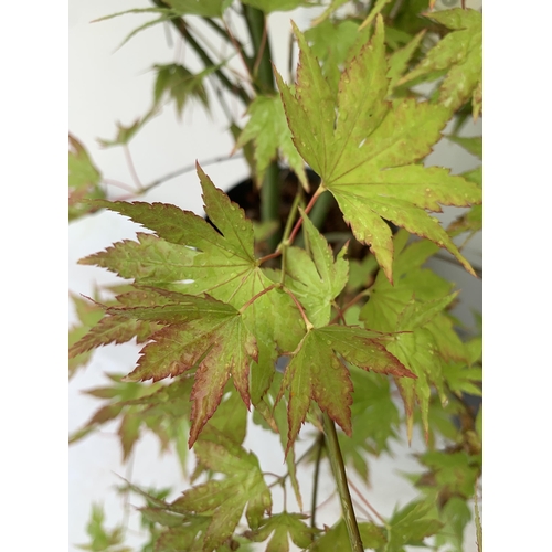 76 - TWO ACER PALMATUMS 'GOING GREEN' AND 'ORANGE DREAM' IN 3 LTR POTS APPROX 80CM IN HEIGHT PLUS VAT TO ... 