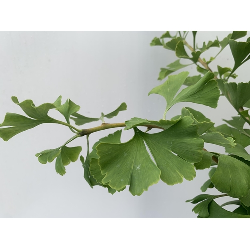 81 - TWO GINKGO BILOBA 'MARIKEN' IN 3 LTR POTS APPROX 110CM IN HEIGHT PLUS VAT TO BE SOLD FOR THE TWO