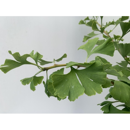 81 - TWO GINKGO BILOBA 'MARIKEN' IN 3 LTR POTS APPROX 110CM IN HEIGHT PLUS VAT TO BE SOLD FOR THE TWO