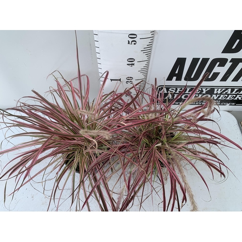 87 - TWO GRASSES PENNISETUM 'FIREWORKS' IN PINK IN 3 LTR POTS APPROX 50CM IN HEIGHT PLUS VAT TO BE SOLD F... 