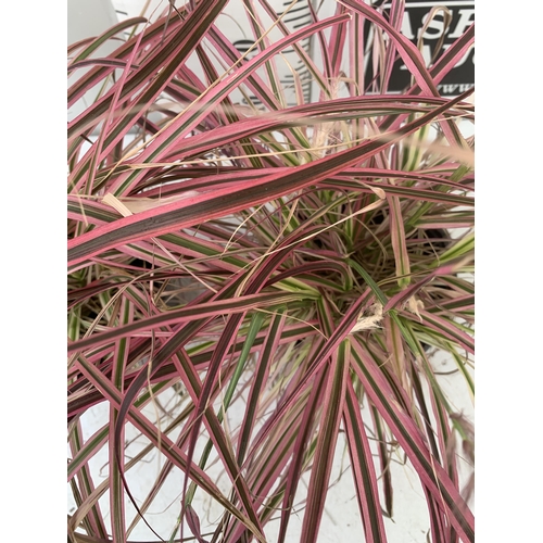 87 - TWO GRASSES PENNISETUM 'FIREWORKS' IN PINK IN 3 LTR POTS APPROX 50CM IN HEIGHT PLUS VAT TO BE SOLD F... 