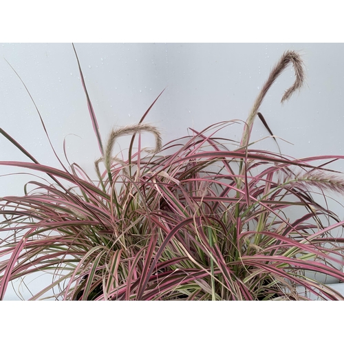 87 - TWO GRASSES PENNISETUM 'FIREWORKS' IN PINK IN 3 LTR POTS APPROX 50CM IN HEIGHT PLUS VAT TO BE SOLD F... 