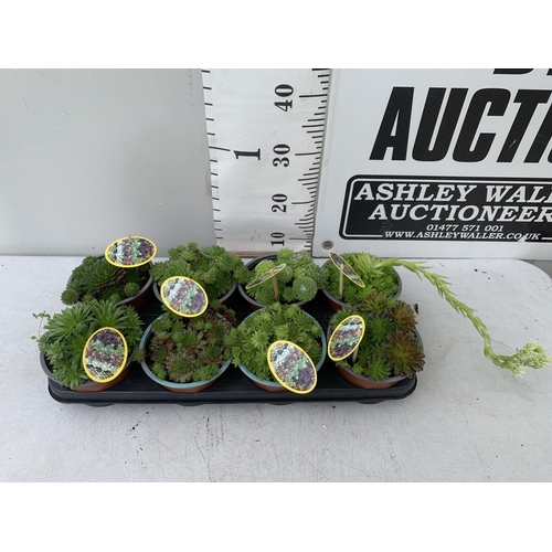 93 - EIGHT SEMPERVIVUM IN VARIETIES IN 1 LTR POTS ON A TRAY PLUS VAT TO BE SOLD FOR THE EIGHT