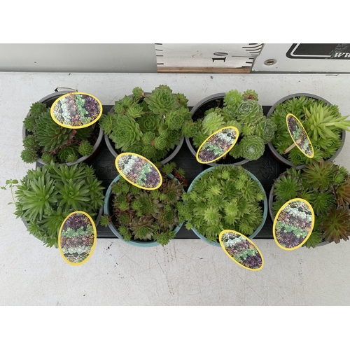 93 - EIGHT SEMPERVIVUM IN VARIETIES IN 1 LTR POTS ON A TRAY PLUS VAT TO BE SOLD FOR THE EIGHT