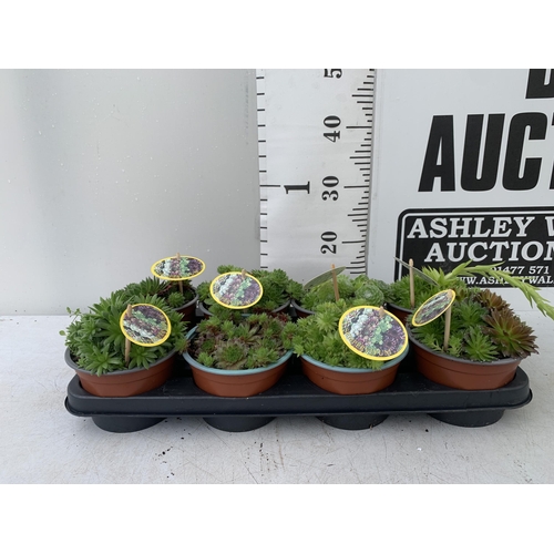 93 - EIGHT SEMPERVIVUM IN VARIETIES IN 1 LTR POTS ON A TRAY PLUS VAT TO BE SOLD FOR THE EIGHT