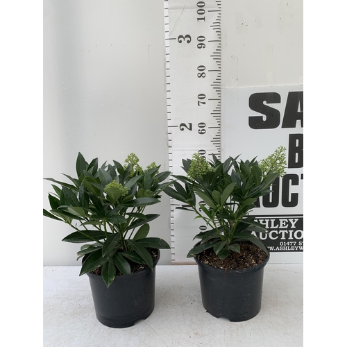 94 - TWO SKIMMIA CONFUSA 'KEW GREEN' IN 5 LTR POTS APPROX 50CM IN HEIGHT PLUS VAT TO BE SOLD FOR THE TWO