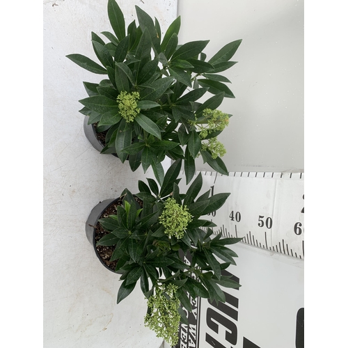 94 - TWO SKIMMIA CONFUSA 'KEW GREEN' IN 5 LTR POTS APPROX 50CM IN HEIGHT PLUS VAT TO BE SOLD FOR THE TWO