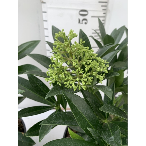 94 - TWO SKIMMIA CONFUSA 'KEW GREEN' IN 5 LTR POTS APPROX 50CM IN HEIGHT PLUS VAT TO BE SOLD FOR THE TWO