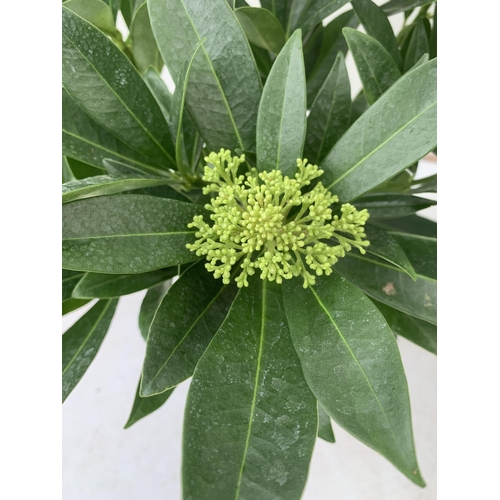 94 - TWO SKIMMIA CONFUSA 'KEW GREEN' IN 5 LTR POTS APPROX 50CM IN HEIGHT PLUS VAT TO BE SOLD FOR THE TWO