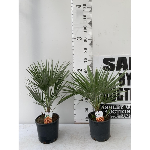 95 - TWO CHAMAEROPS HUMILIS HARDY IN 3 LTR POTS APPROX 70CM IN HEIGHT PLUS VAT TO BE SOLD FOR THE TWO