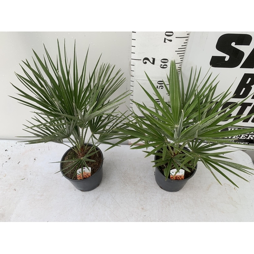 95 - TWO CHAMAEROPS HUMILIS HARDY IN 3 LTR POTS APPROX 70CM IN HEIGHT PLUS VAT TO BE SOLD FOR THE TWO