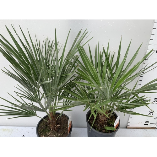 95 - TWO CHAMAEROPS HUMILIS HARDY IN 3 LTR POTS APPROX 70CM IN HEIGHT PLUS VAT TO BE SOLD FOR THE TWO