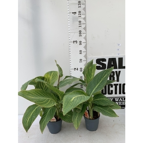 17 - TWO EXCLUSIVE LARGE CANNA VARIEGATED PRETORIA APPROX 80CM IN HEIGHT IN 2 LTR POTS PLUS VAT TO BE SOL... 