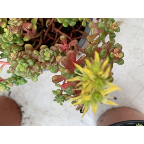 23 - SIX VARIOUS VARIETIES OF SEDUM WITH IN 1.5 LTR POTS TO BE SOLD FOR THE SIX PLUS VAT