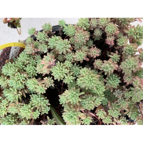 23 - SIX VARIOUS VARIETIES OF SEDUM WITH IN 1.5 LTR POTS TO BE SOLD FOR THE SIX PLUS VAT